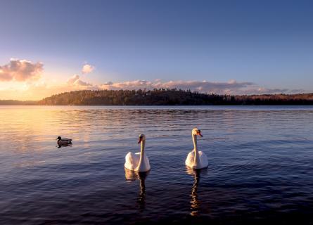 Two white swans floating on still lake 
